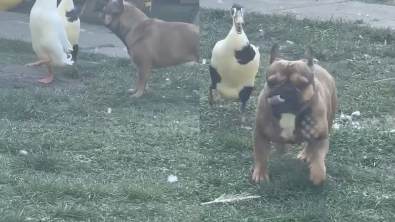 Duck Takes Charge! French Bulldog Gets a Hilarious Chase from Feisty Duck in Bous, Germany!