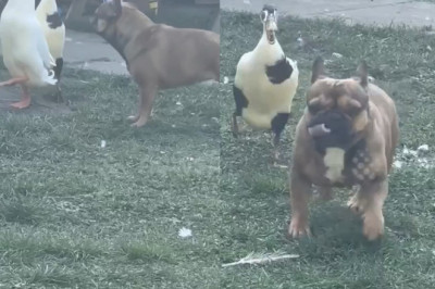 Duck Takes Charge! French Bulldog Gets a Hilarious Chase from Feisty Duck in Bous, Germany!