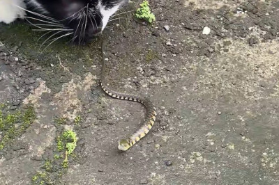 Purwokerto Chaos! Indonesian Cats Take Turns Harassing a Snake – Who’s the Bravest?