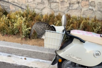 Sneaky tabby cat’s scooter basket heist goes TERRIBLY wrong in Shandong 😂