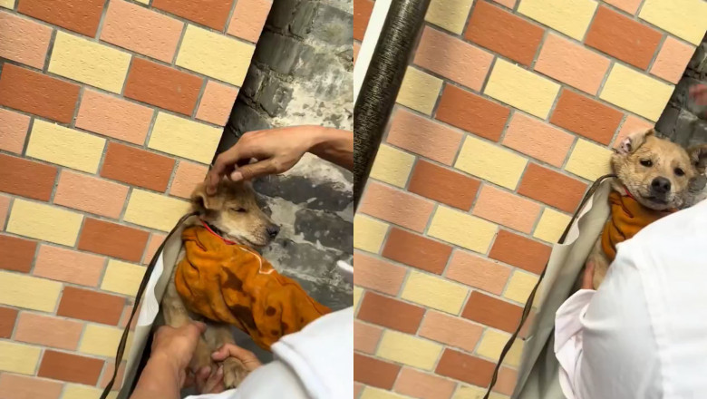 Strangers Drop Everything to Rescue a Puppy Stuck in a Wall Gap—You’ll Cry When It’s Freed!