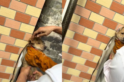 Strangers Drop Everything to Rescue a Puppy Stuck in a Wall Gap—You’ll Cry When It’s Freed!