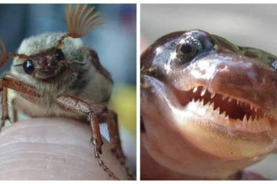 20 Wildlife Photos That Prove Nature’s Got a Secret Silly Side