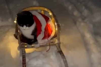 Adorable Overload! Christmas Cat's Snowy Adventure – I Could Watch This 100 Times!