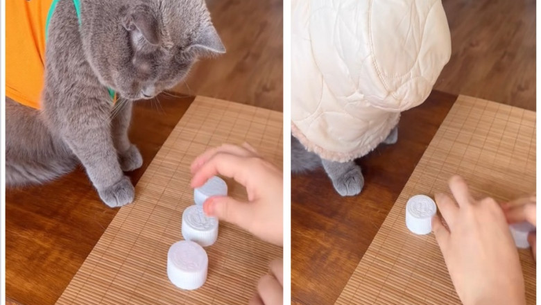 "My Cat Outsmarted Me 3x… and I’m Lowkey Obsessed 🐱"