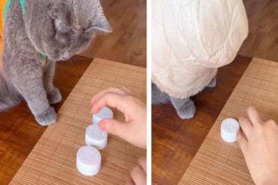 "My Cat Outsmarted Me 3x… and I’m Lowkey Obsessed 🐱"