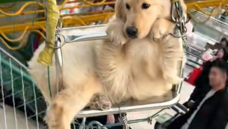 Adorable Golden Retriever Puppy Takes on Swing Ride - You Won't Believe How Calm He Is!