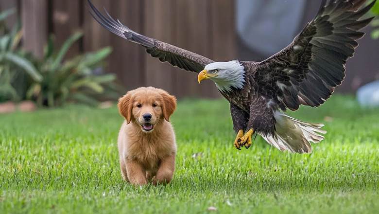 Eagle Snatches Puppy from Yard — Neighbors Stumble Upon a Chilling Scene