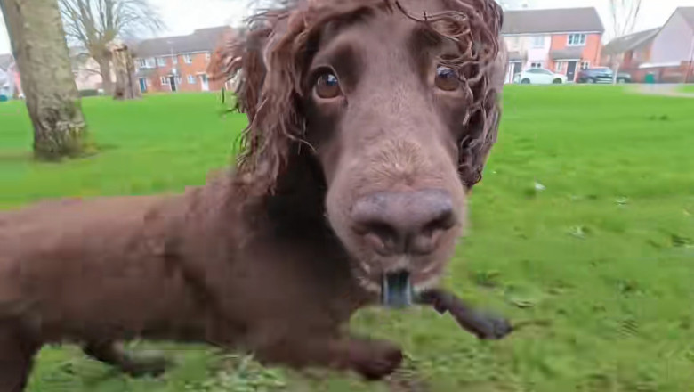 The Funniest Dog Fail of 2026 (So Far!)