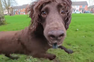 The Funniest Dog Fail of 2026 (So Far!)