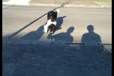 Crazy Canine Comedy: Watch This Dog Slay the Day
