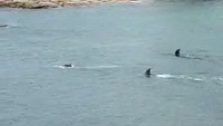 Killer Whales Off the Coast Turn Vacation into Panic!