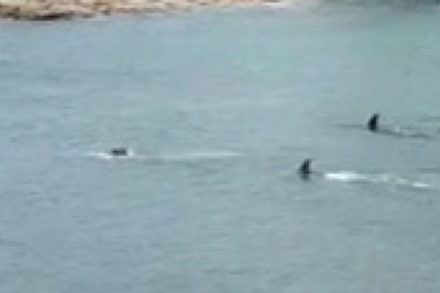 Killer Whales Off the Coast Turn Vacation into Panic!