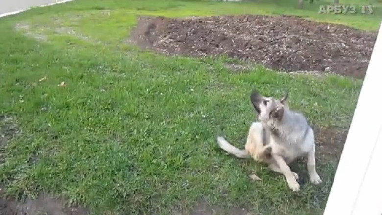 Shepherd Dog Wonders: Incredible Herding Feats!