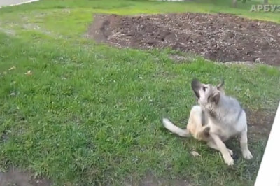 Shepherd Dog Wonders: Incredible Herding Feats!