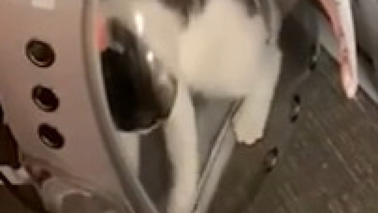 The Oops! Cat: Funny Fails You Won’t Stop Laughing At
