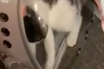 The Oops! Cat: Funny Fails You Won’t Stop Laughing At