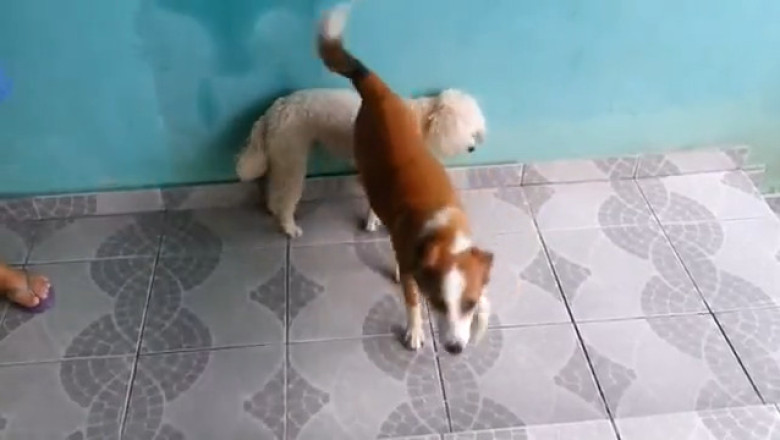 The Oopsiest Dog Ever: Laughs Guaranteed