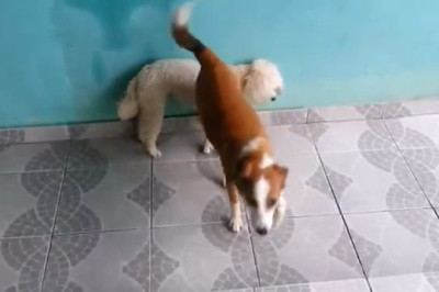 The Oopsiest Dog Ever: Laughs Guaranteed