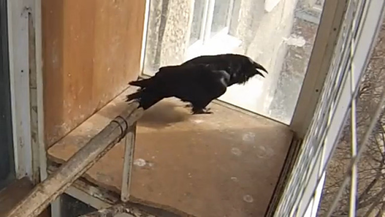 The Raven That Talks to Itself: You Won’t Believe What It Says