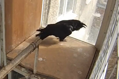 The Raven That Talks to Itself: You Won’t Believe What It Says