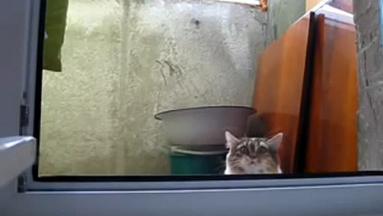 This Cat’s Got Serious Skills—Watch the Hilarity!