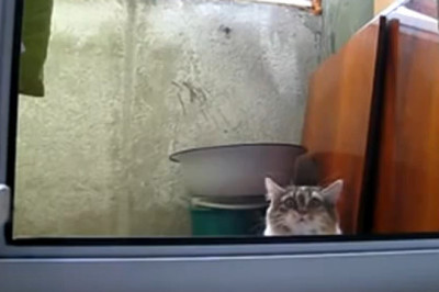 This Cat’s Got Serious Skills—Watch the Hilarity!