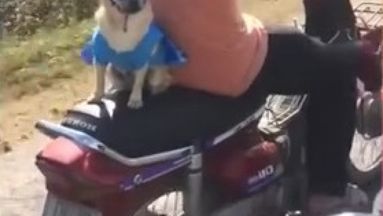 This Dog Just Won the Internet with One Look