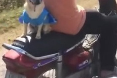 This Dog Just Won the Internet with One Look