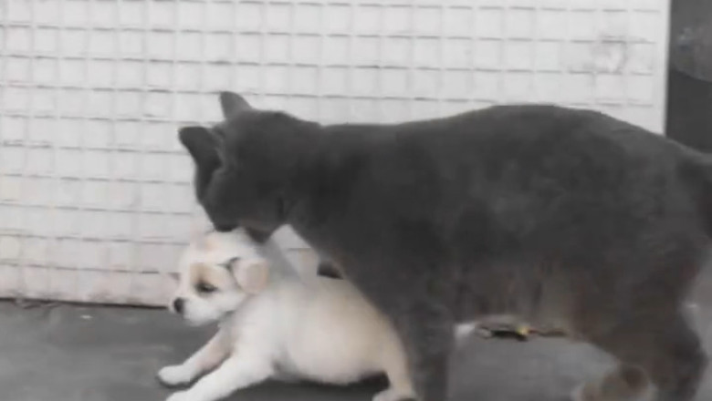 Cats vs. Puppies: The Ultimate Cuddle Clash
