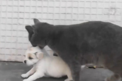 Cats vs. Puppies: The Ultimate Cuddle Clash