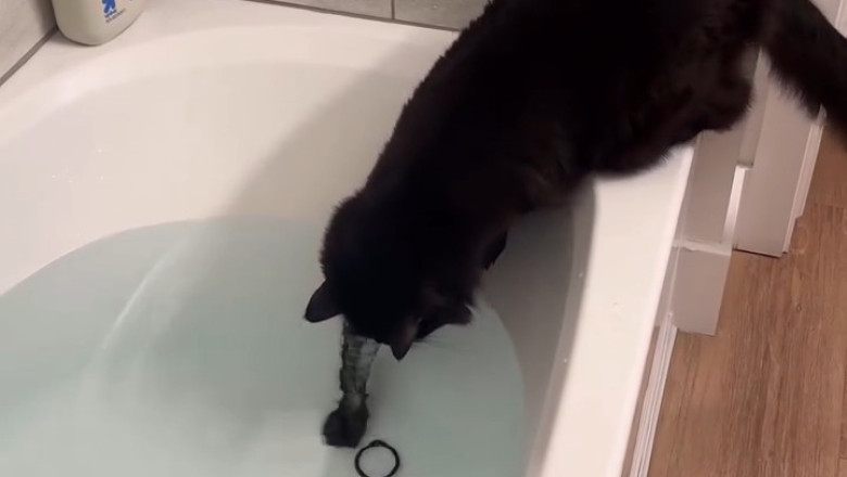 Cats in the Bathtub: Bath Time Hilarity!
