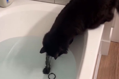 Cats in the Bathtub: Bath Time Hilarity!