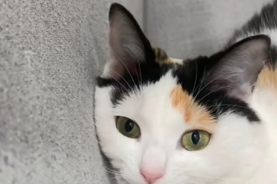 Morning Crying Like A Baby: My Cat Demands Breakfast At Dawn!