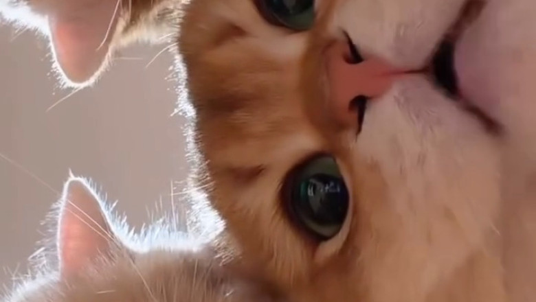 This Kitten Is Too Beautiful to Handle