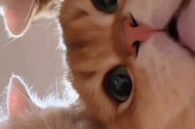 This Kitten Is Too Beautiful to Handle