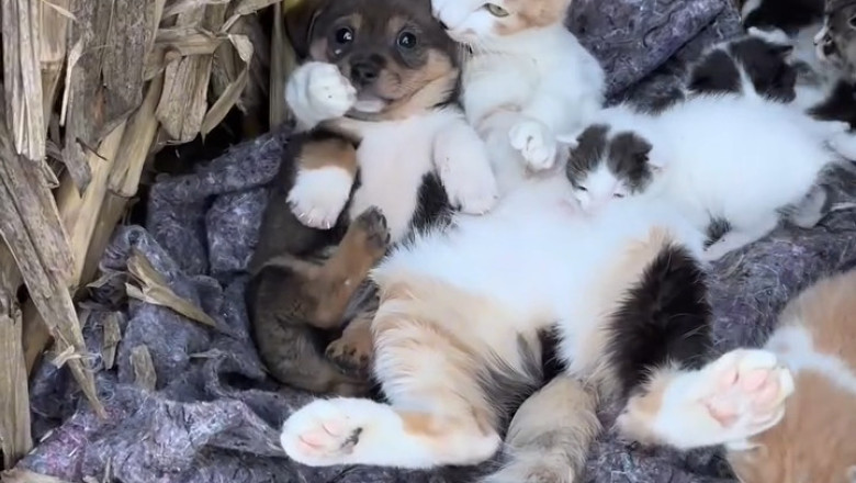 When Cats Meet Puppies: Chaos, Cuteness, Confusion