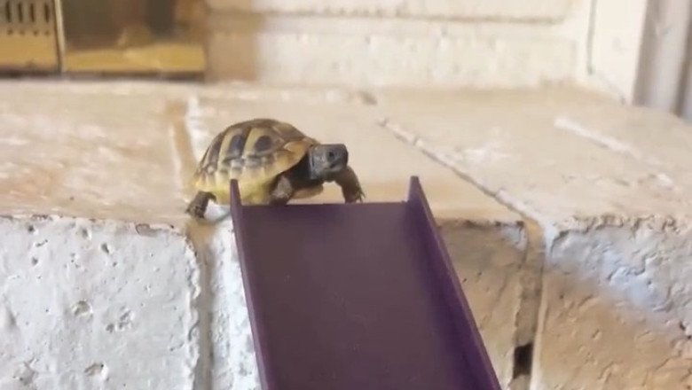 Pets Being Pets: Epic Fails &amp; Hilarious Wins That'll Make You Smile!