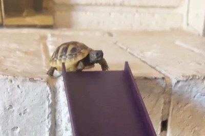 Pets Being Pets: Epic Fails & Hilarious Wins That'll Make You Smile!