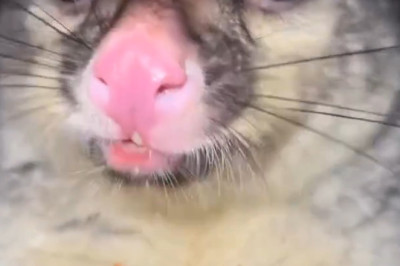 When Your Pet Becomes an Accidental Comedian: Priceless Reactions & Flops!