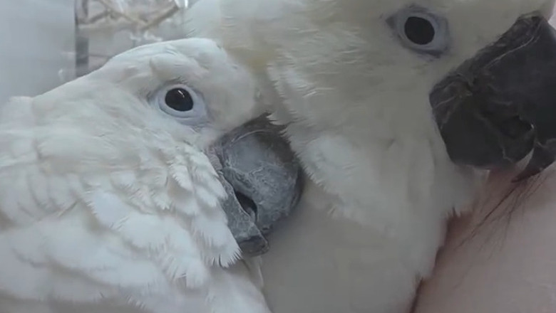 Wait... My Pet Just Did WHAT?! (Compilation Of Unbelievable Pet Moments)