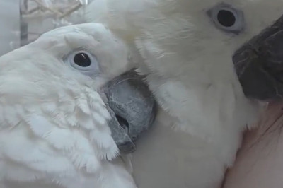 Wait... My Pet Just Did WHAT?! (Compilation Of Unbelievable Pet Moments)