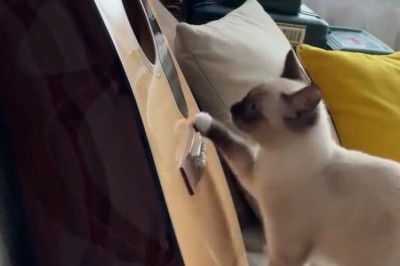 When Pets Think No One's Watching... (Funny Pet Moments Compilation)