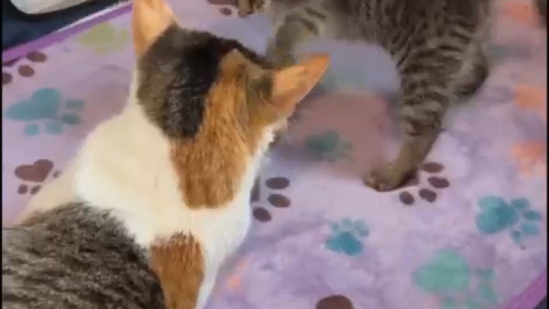 Kitten's Epic Dance Break! When My Cat Became a Pop Star 🐾 (You Won't Believe the Moves!)