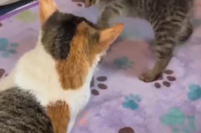 Kitten's Epic Dance Break! When My Cat Became a Pop Star 🐾 (You Won't Believe the Moves!)