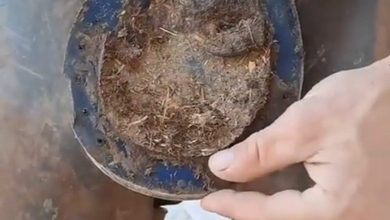 EXTREME Horse Hoof Care - Watch as 500-Pound Stallion Gets His Nails Trimmed (This Is More Intense Than You'd Think!)