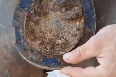 EXTREME Horse Hoof Care - Watch as 500-Pound Stallion Gets His Nails Trimmed (This Is More Intense Than You'd Think!)