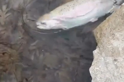 SHOCKING: Giant Fish Leaps Out of Water and ATTACKS Swimmer - The Footage That Broke the Internet!