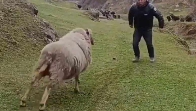 SHOCKING: Sheep Launches Unprovoked Attack on Shepherd - What Happens Next Will Leave You Speechless!