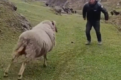 SHOCKING: Sheep Launches Unprovoked Attack on Shepherd - What Happens Next Will Leave You Speechless!